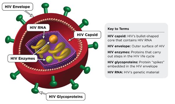 Description: HIV virus image